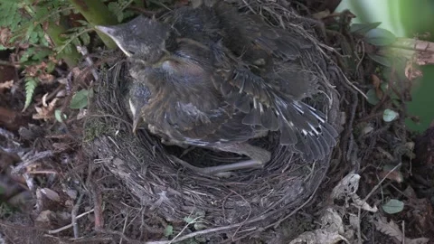 Topshot of Pale Breasted Thrush chicks huddled together in nest. Stock Footage 293489441