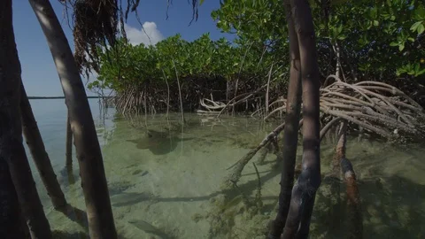 Topside Tracking shots of lemon sharks hunting in the mangroves Stock Footage 129830305