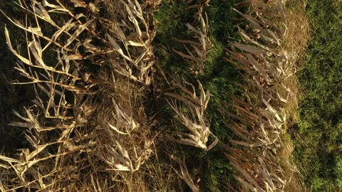 Topview of almost dead reeds because of winter moving slowly sidewards and back Stock Footage 142749407