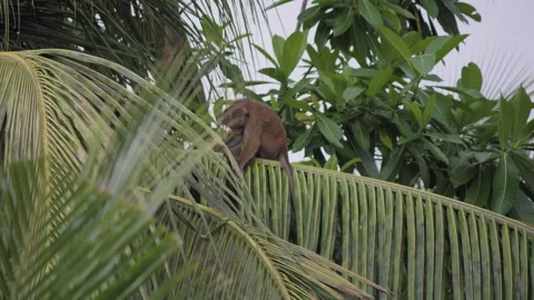 Toque Macaque Drops Coconut While Feeding Then Calls Out in Sri Lanka Stock Footage 345017476