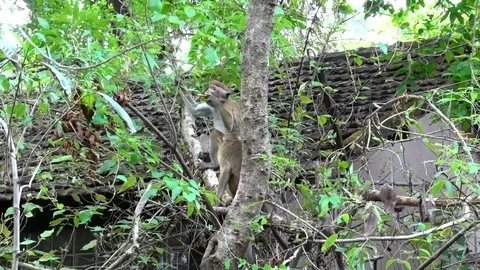 Toque Macaque group sit in tree in front of house eating leaves zooming in Stock Footage 79610538