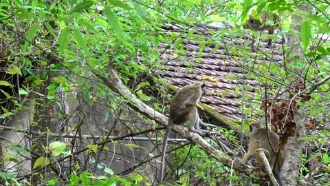 Toque Macaque group sit in tree in front of house eating leaves Stock Footage 79610541