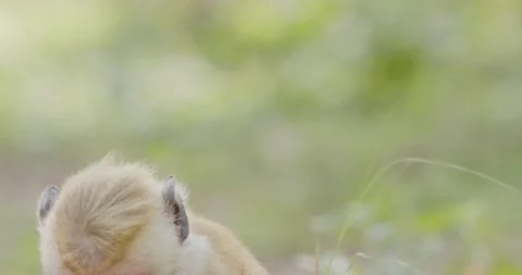 Toque macaque (Macaca sinica) eating Stock Footage 201291918