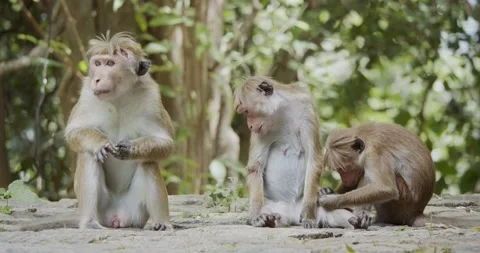 Toque macaque (Macaca sinica) group grooming Stock Footage 201291762