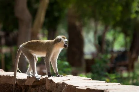 Toque macaque, Macaca sinica, monkey sunny day Stock Photos