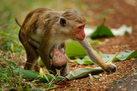 Toque Macaque Macaca sinica reddish-brown Old World monkey endemic to Sri L.. Foto stock