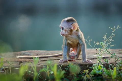 Toque Macaque Macaca sinica reddish-brown Old World monkey endemic to Sri L.. Stock Photos
