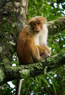 Toque Macaque Macaca sinica reddish-brown Old World monkey endemic to Sri L.. Stock Photos