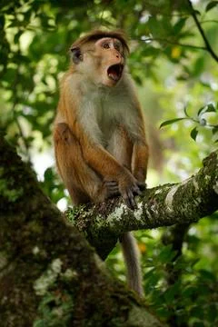 Toque Macaque Macaca sinica reddish-brown Old World monkey endemic to Sri L.. Stock Photos
