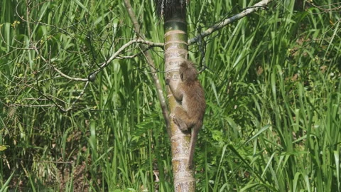 Toque macaque monkey climbing down a tree in sri lanka Stock Footage 340642865