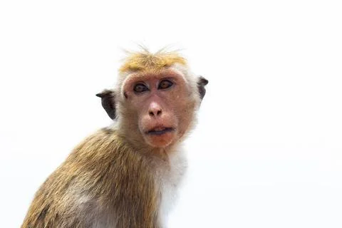 Toque Macaque Monkey Closeup sunny white background Stock Photos