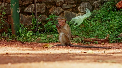 Toque Macaque Monkey Eating Beside Stone Wall Sri Lanka Stock Footage 341406971