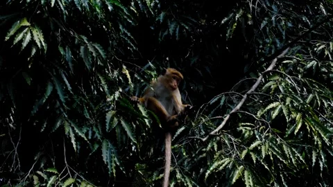 Toque macaque monkey endemic to Sri Lanka walking on power lines and sitting in Stock Footage 314428021