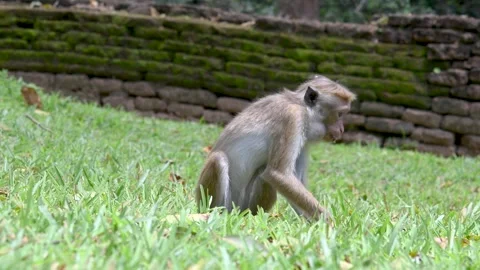 Toque Macaque Monkey Feeding on Grass Near Sigiriya Sri Lanka Stockbeeldmateriaal 339597029