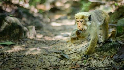 Toque macaque monkey foraging on the forest ground. Picking up food and put.. 库存照片