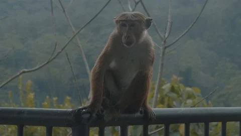 Toque Macaque monkey found in the wild in Sri Lanka sitting up looking Stock Footage 98873580