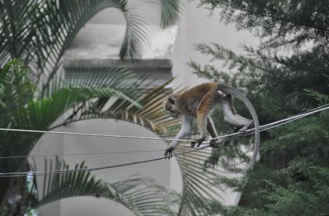 Toque macaque monkey in Kandy, Sri Lanka Stock Photos