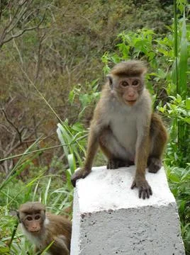Toque macaque monkey next to a road in Sri Lanka Foto stock