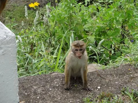 Toque macaque monkey next to a road in Sri Lanka Stock Photos