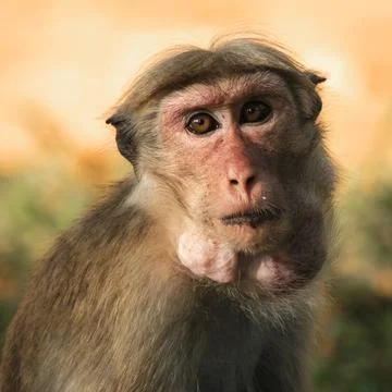 Toque Macaque, Monkey, posing on stone with Sri Lanka Landscape Stock Photos