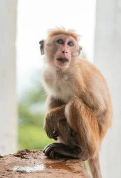 Toque Macaque, Monkey, posing on stone with Sri Lanka Landscape Stock Photos