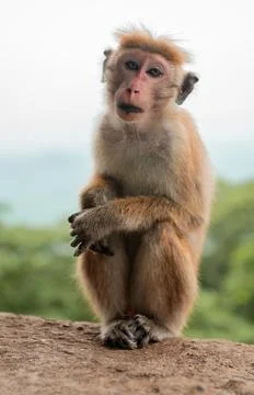 Toque Macaque, Monkey, posing on stone with Sri Lanka Landscape Stock Photos