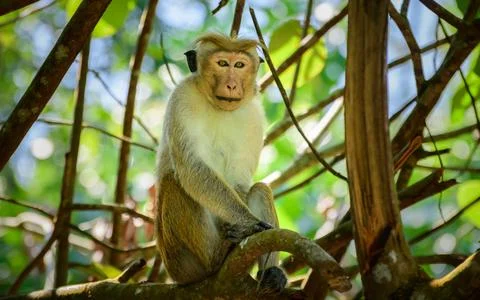 Toque macaque monkey resting in a tree under the shade. Yellow eyes looking.. Stock Photos