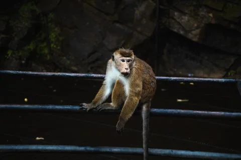 Toque macaque monkey sitting Foto stock