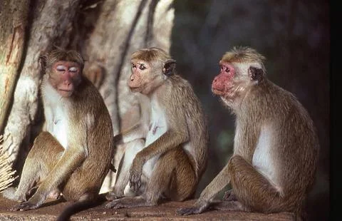 Toque Macaque Monkeys Stock Photos