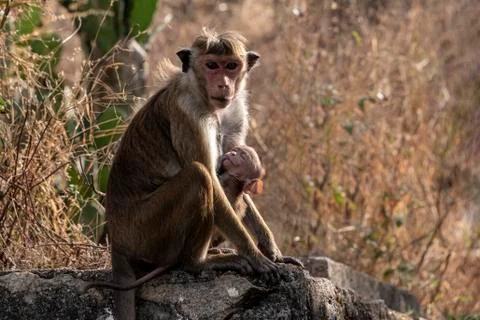 Toque macaque Stock Photos