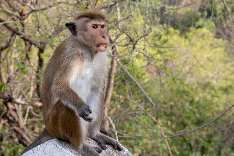 Toque macaque Stock Photos
