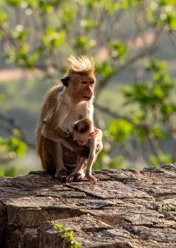 Toque macaque Stock Photos