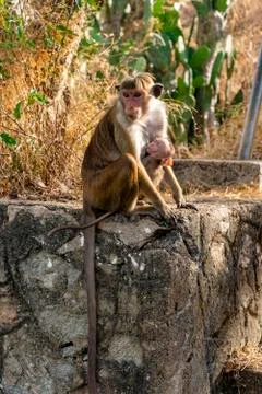 Toque macaque Stock Photos