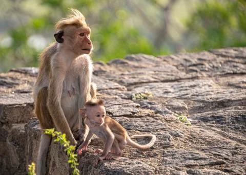 Toque macaque Stock Photos