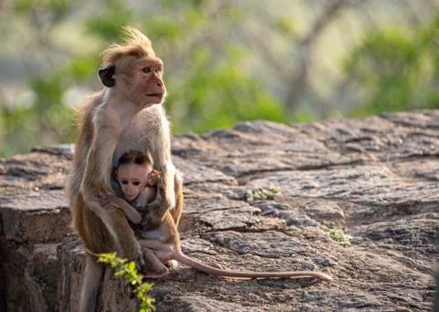 Toque macaque Stock Photos