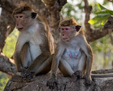 Toque macaque Stock Photos
