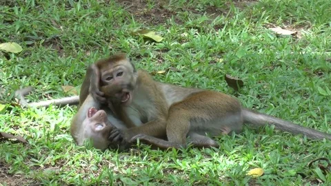 Toque Macaque playing on the grass field Video stock 79691934