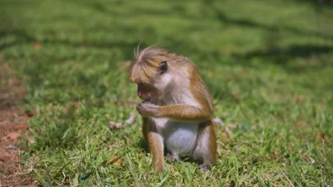 Toque Macaque Sitting on Grass in Sigiriya Vídeos de archivo 331349595