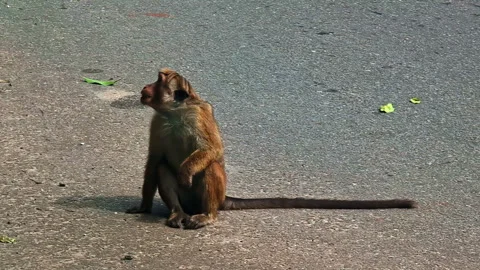 Toque Macaque Sitting on Road in Sri Lanka Vídeos de archivo 331354181