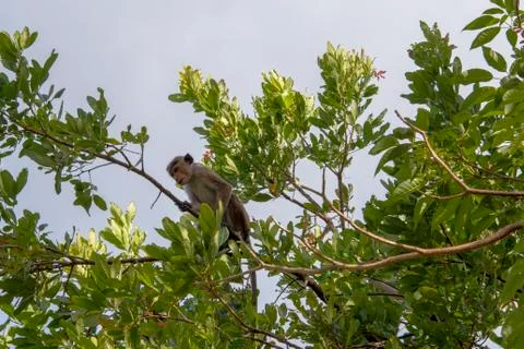 Toque macaque  sitting in a tree Stock Photos