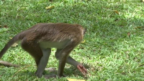 Toque Macaque stand and smelling scent on grass close up Stock Footage 79691950