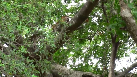 Toque Macaque walk on thick branch in tree in the forest Stock Footage 79610563