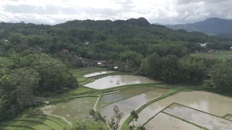 TORAJA 1 Stock-Footage 323113961