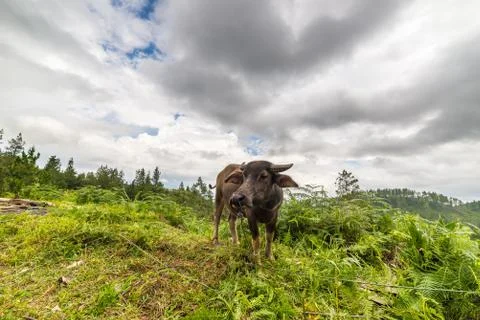 Toraja buffalo Stock Photos