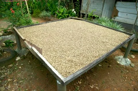 Toraja Coffee Stock Photos