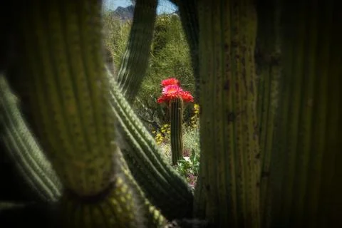 Torch Cactus Flower Viewed Through Organ Pipe Cactus Stand Stock Photos