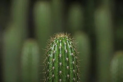 Torch cactus . Frontal view Foto stock