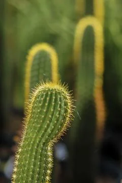 Torch Cactus 库存照片
