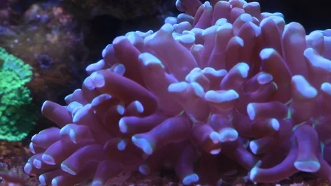 Torch coral close up Stock Footage 87064517