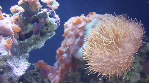 Torch Coral Stock Footage 8359588